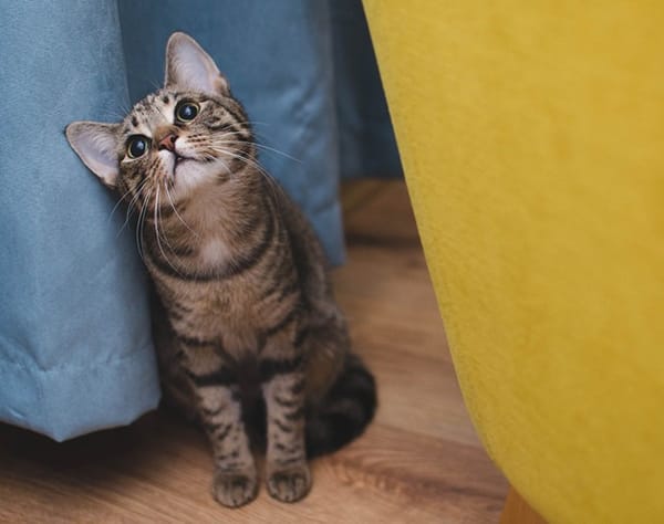 Funder-inflicted trauma and how it affects nonprofit leaders and our sector