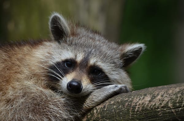 Answers on grant proposals if nonprofits were brutally honest with funders