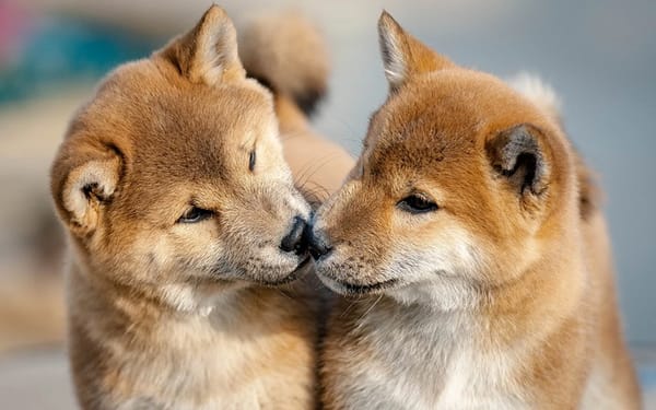 Let's try to be nicer to ourselves and one another while we fight against fascism