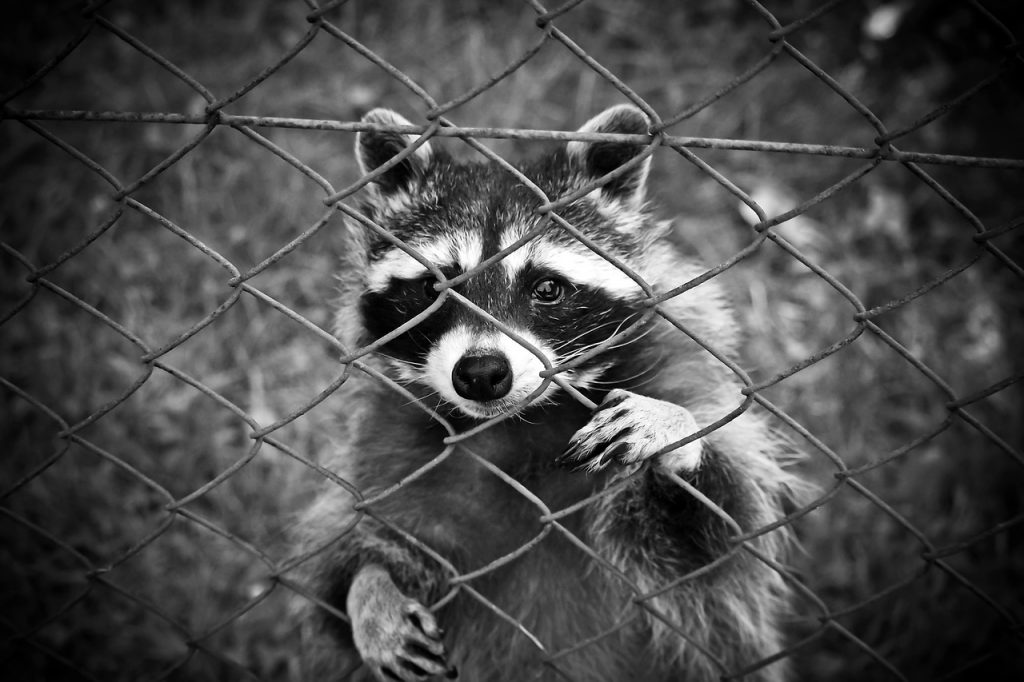 raccoon-1612593_1280