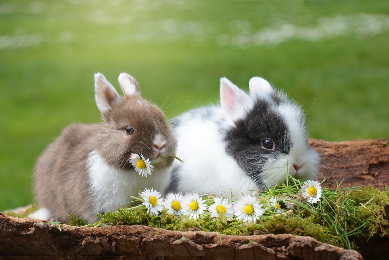 adorable bunny