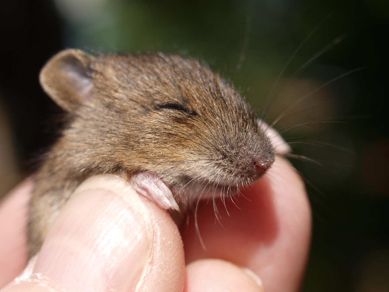 Woman shares genius £1 hack to keep mice away for good… it won't hurt them  and it's 100% natural