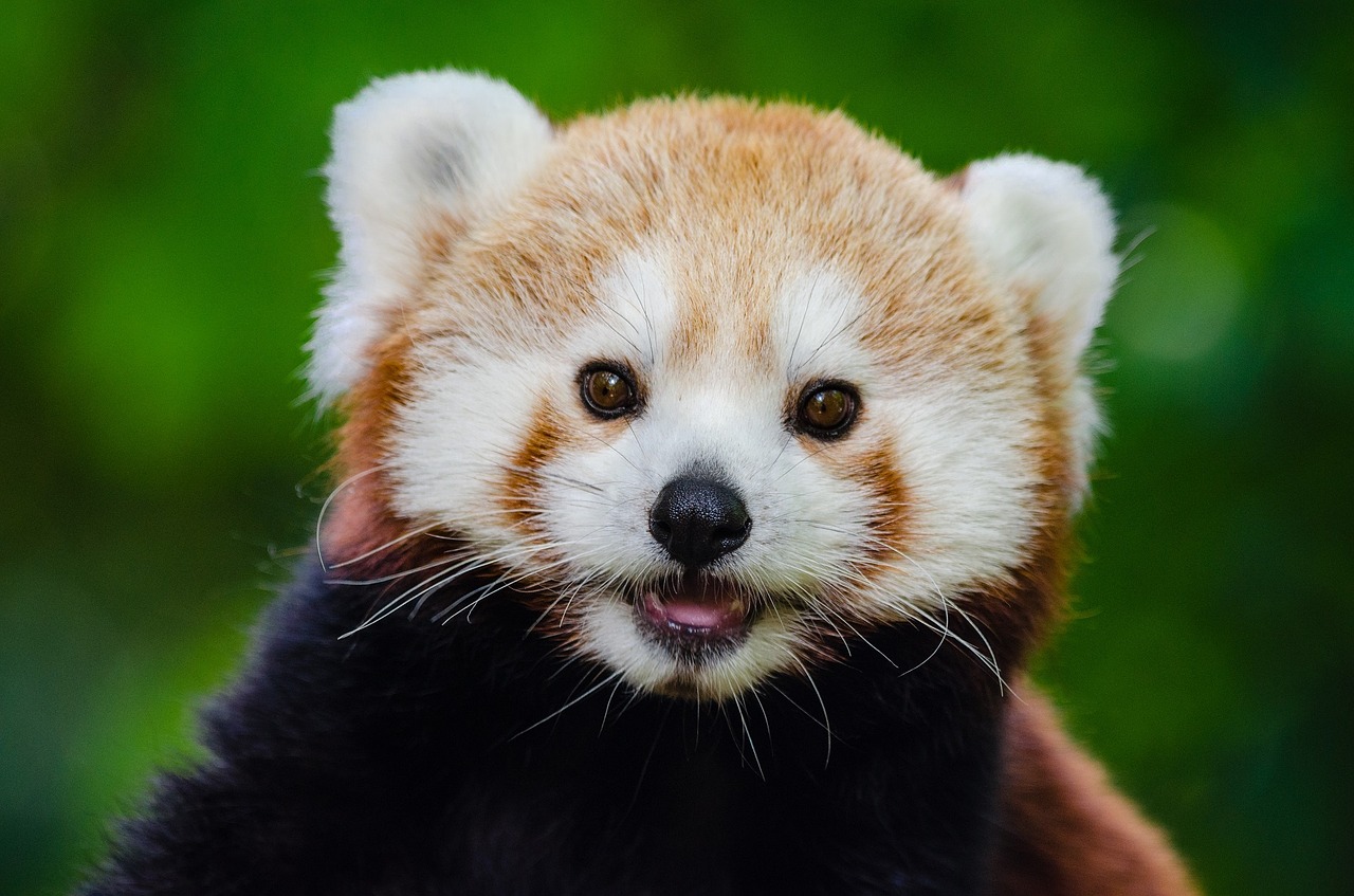 Can You Have A Red Panda As A Pet In California