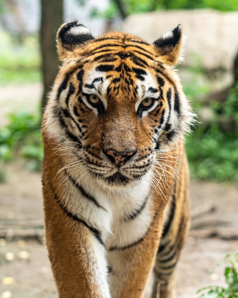 Siberian Tiger Portrait. Aggressive Stare Face Meaning Danger for